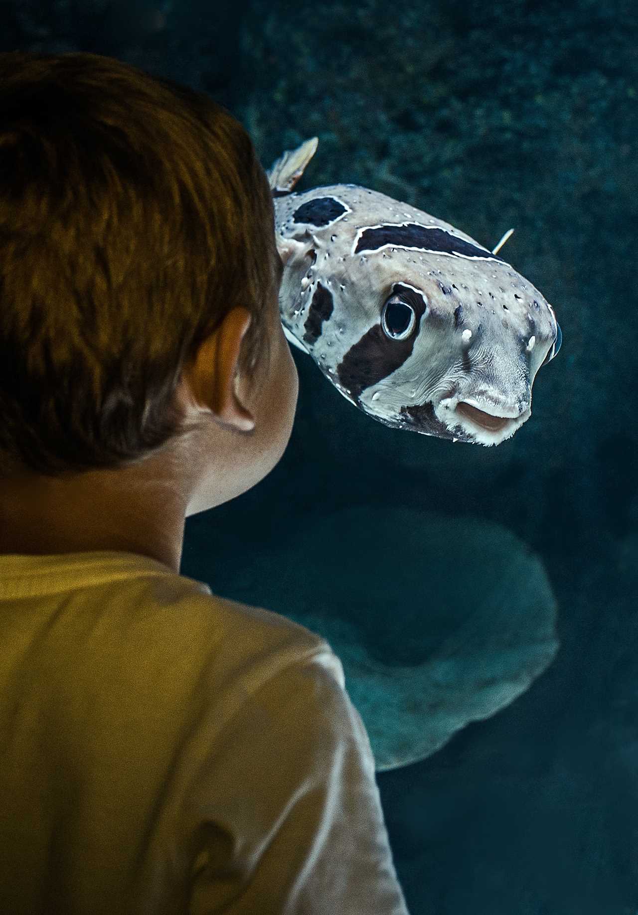 A young boy looking at a fish in an aquarium.