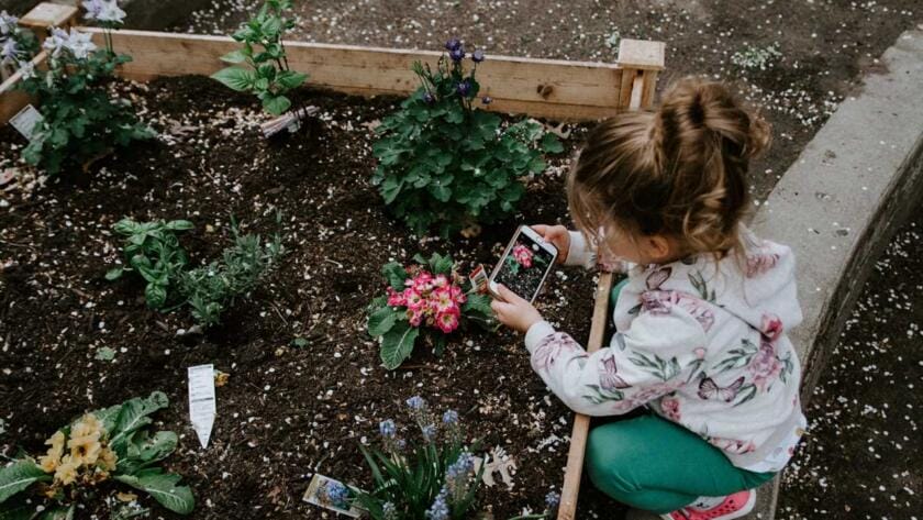 A little girl playing with plants in a raised garden bed.