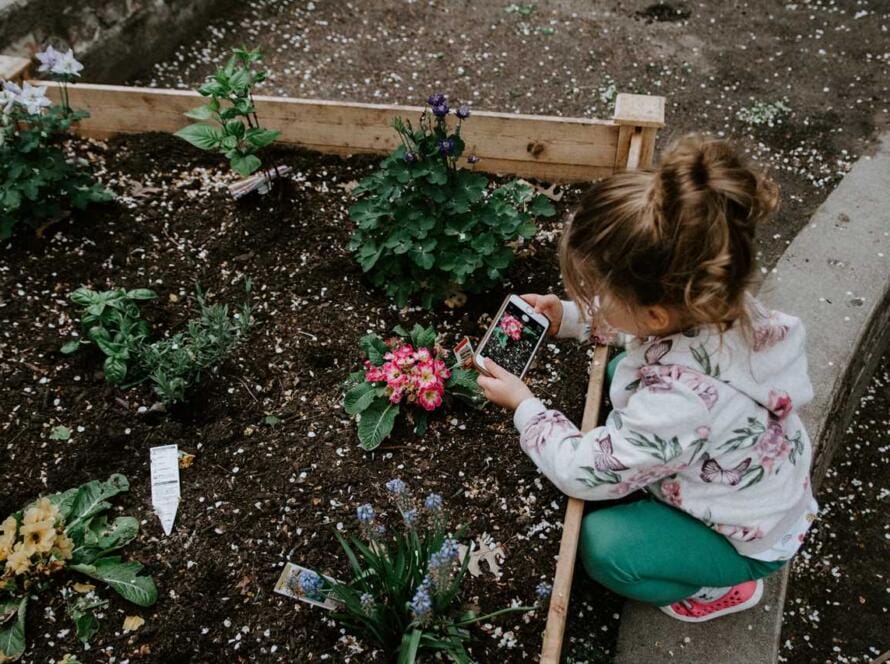 A little girl playing with plants in a raised garden bed.