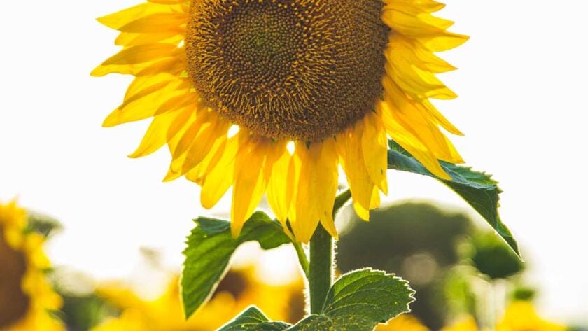 A sunflower in the middle of a field.