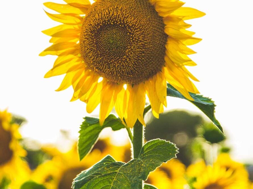 A sunflower in the middle of a field.