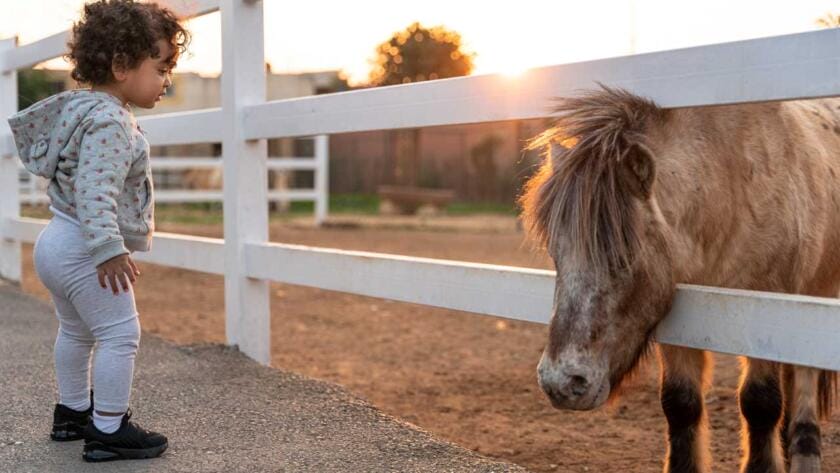 A little girl looking at a horse at sunset.