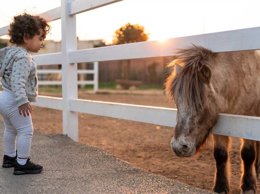 A little girl looking at a horse at sunset.