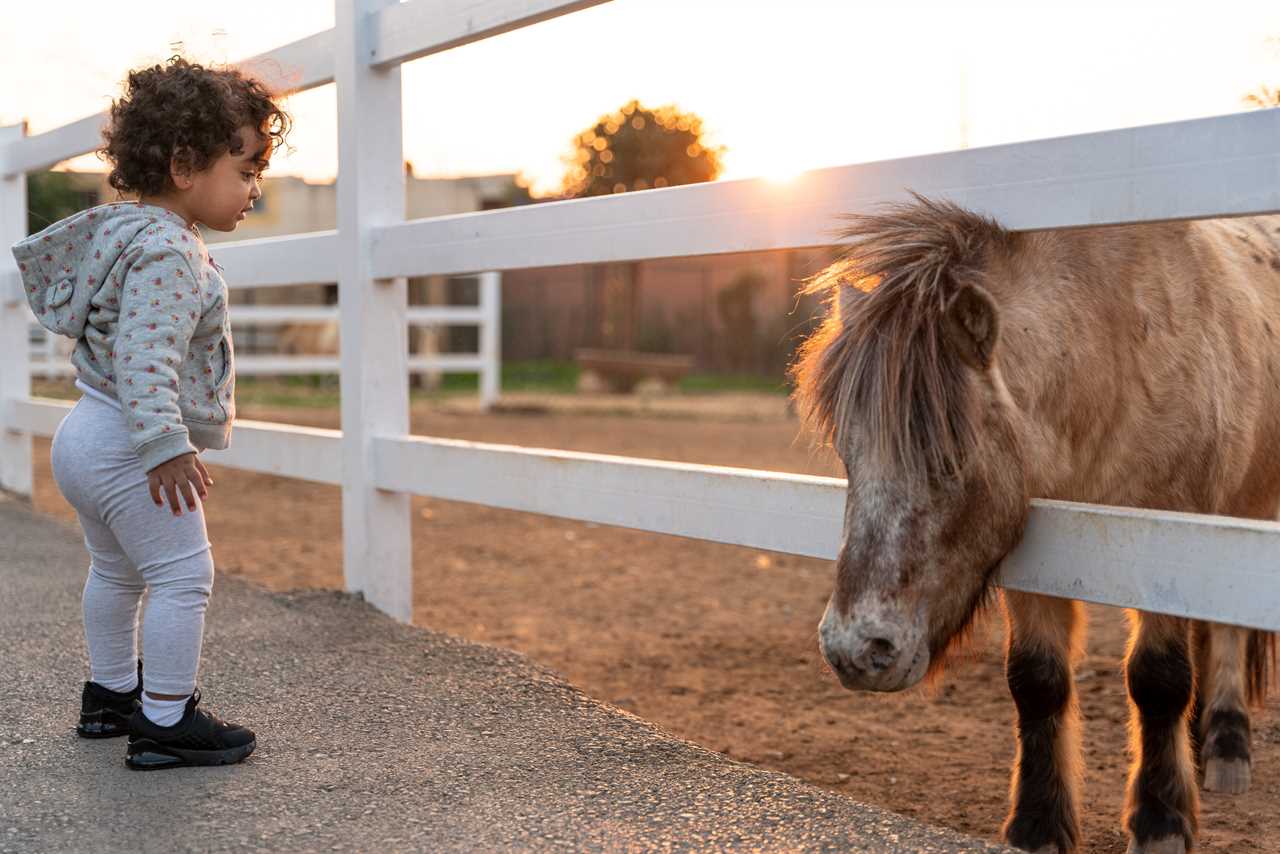 A little girl looking at a horse at sunset.