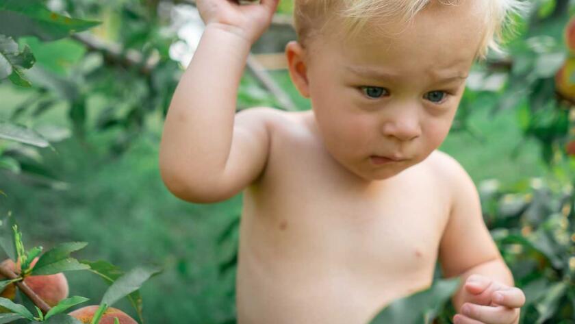 A baby is picking a peach from a tree.