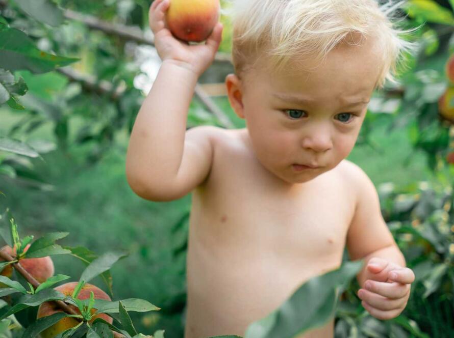 A baby is picking a peach from a tree.